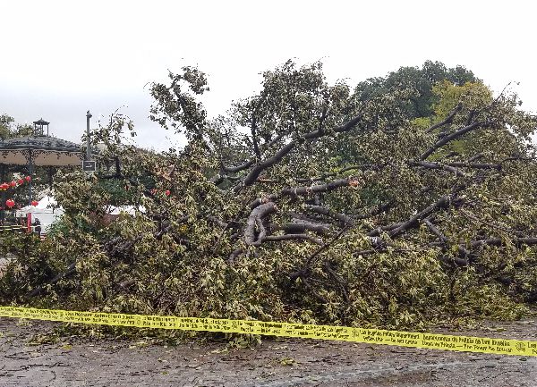 Massive Fig Tree Falls at El Pueblo de Los Angeles